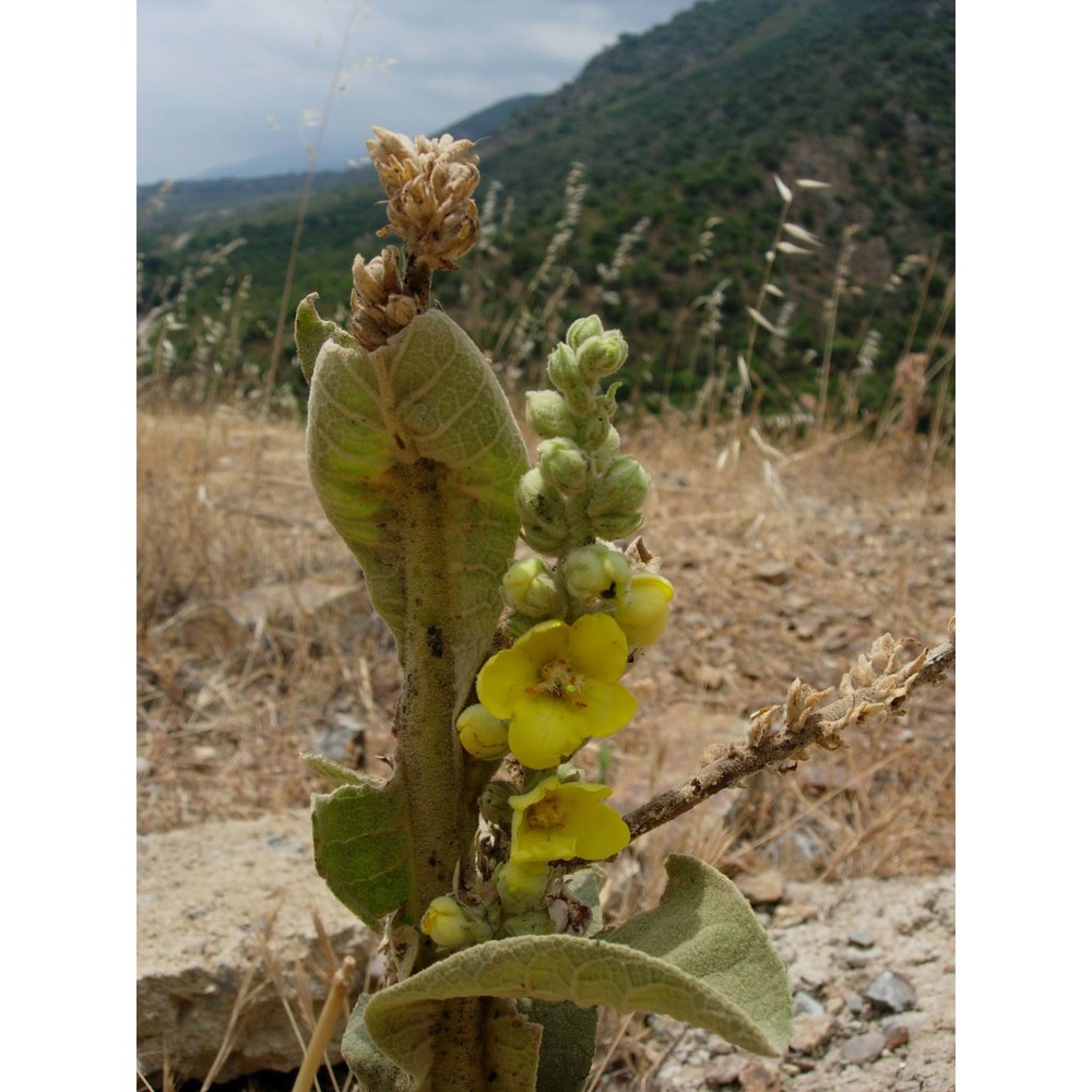 verbascum plantagineum moris