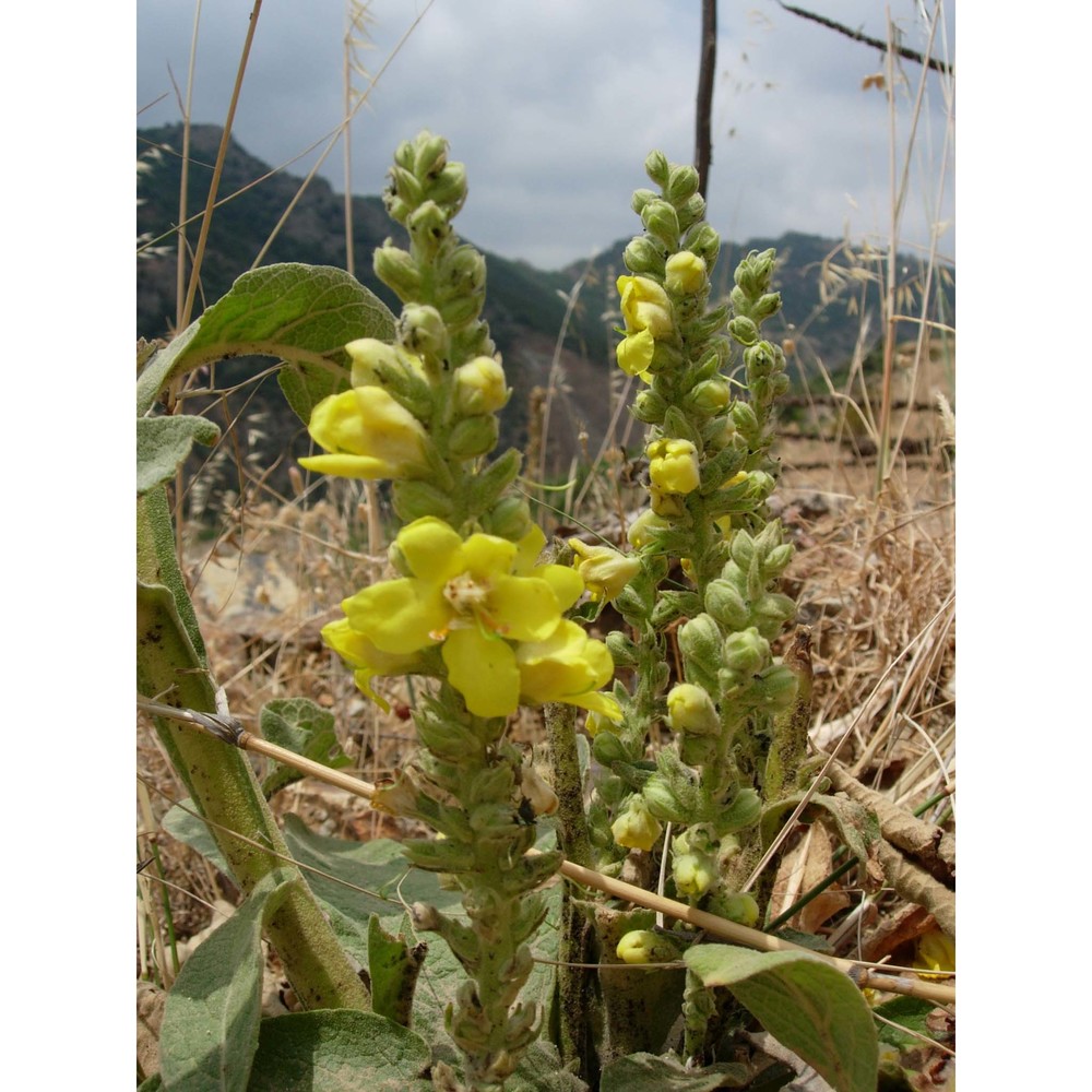 verbascum plantagineum moris