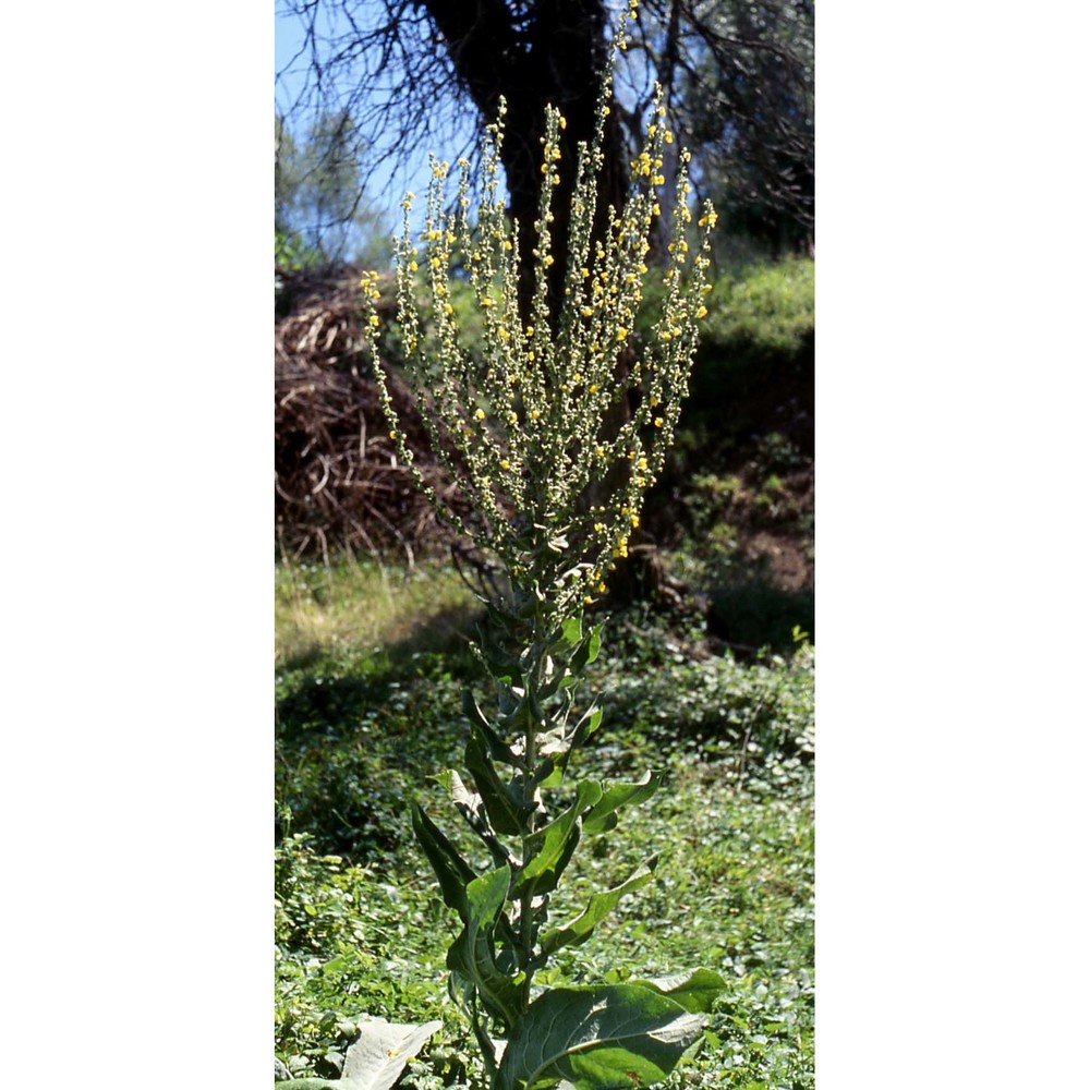 verbascum pulverulentum vill.