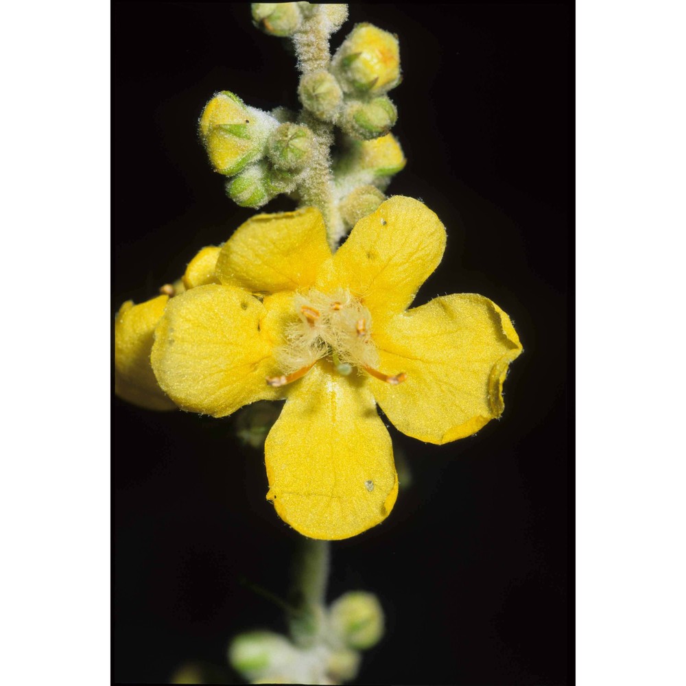 verbascum pulverulentum vill.