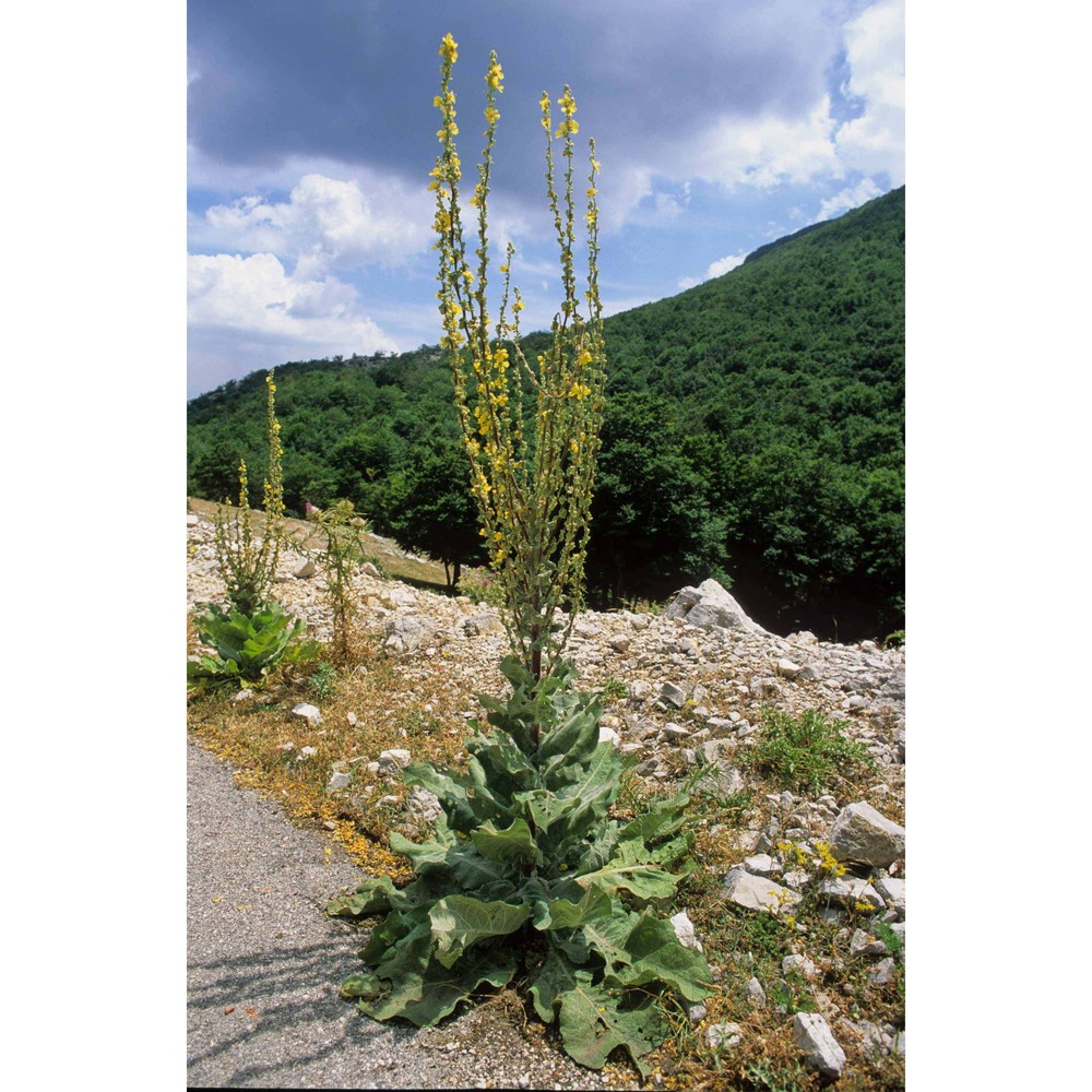 verbascum pulverulentum vill.