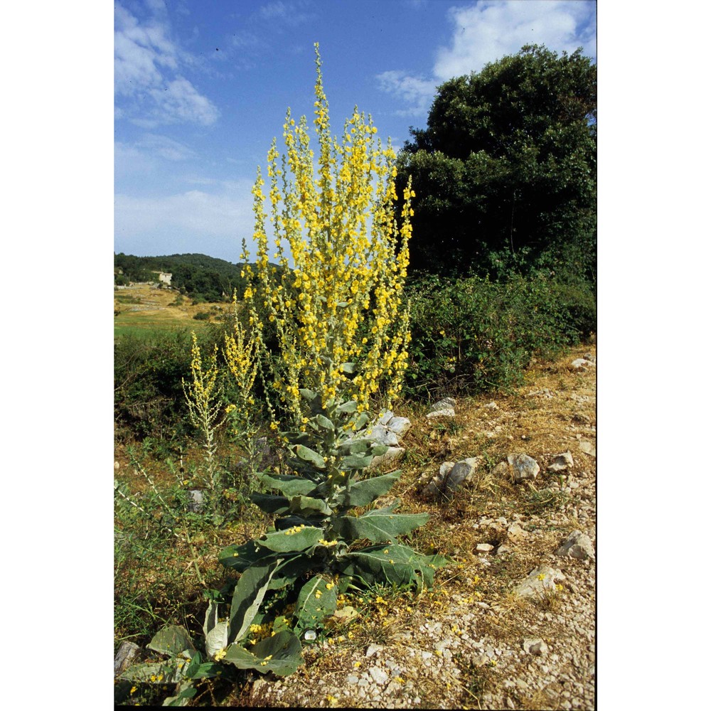 verbascum pulverulentum vill.