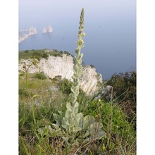 verbascum rotundifolium ten.