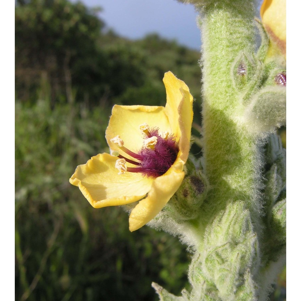 verbascum rotundifolium ten.