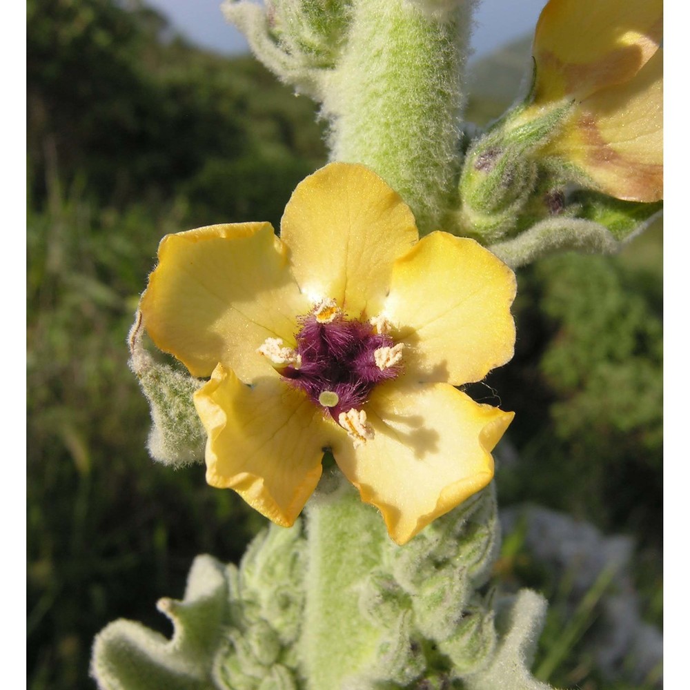 verbascum rotundifolium ten.