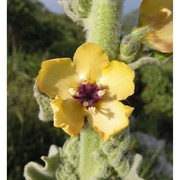 verbascum rotundifolium ten.