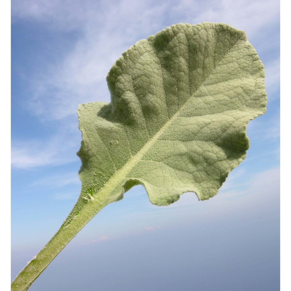verbascum rotundifolium ten.