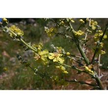 verbascum samniticum ten.