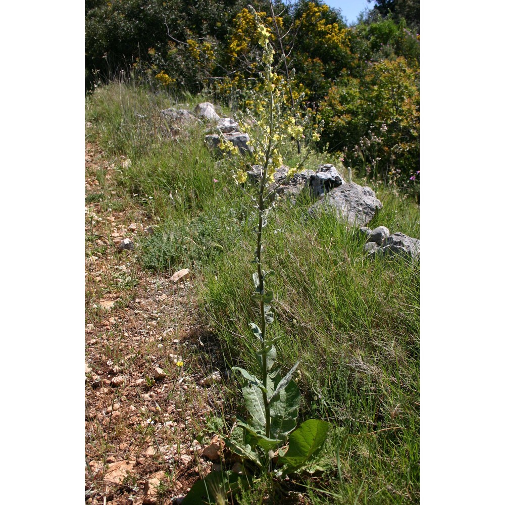 verbascum samniticum ten.