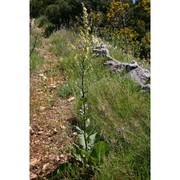 verbascum samniticum ten.