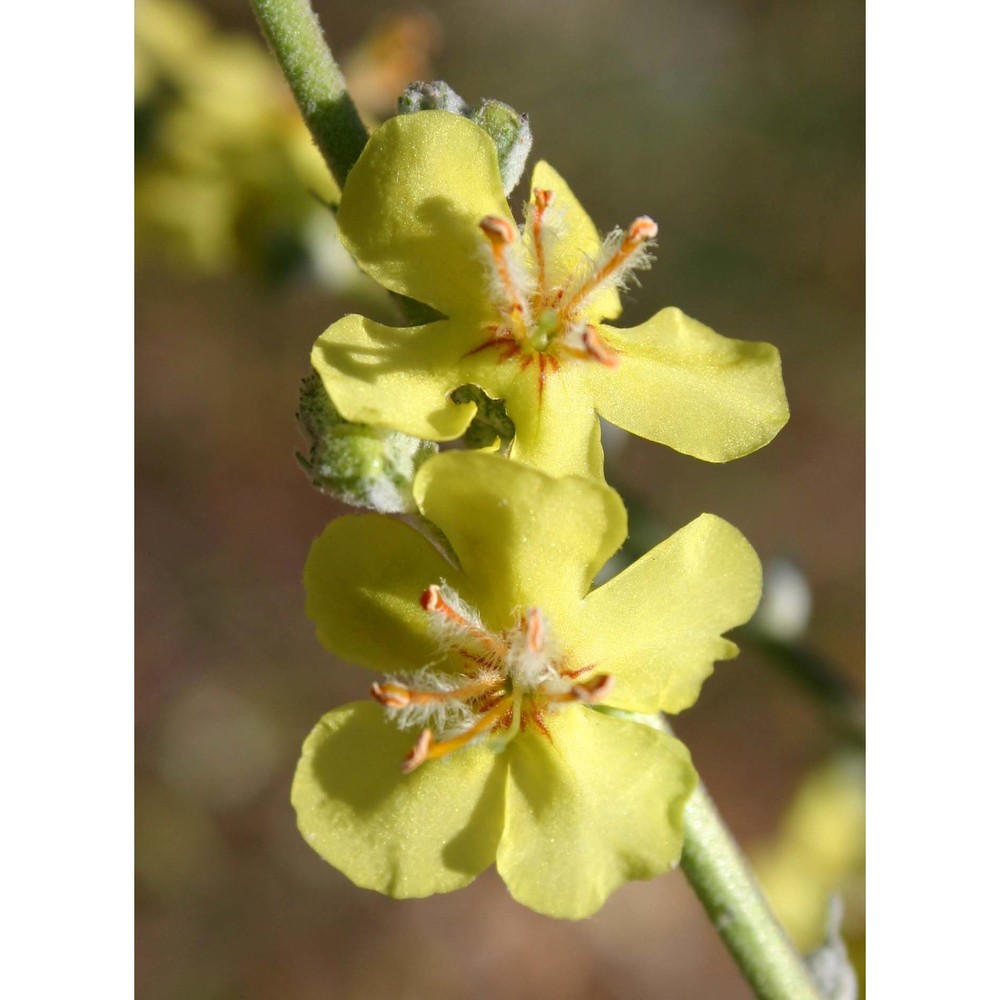 verbascum samniticum ten.