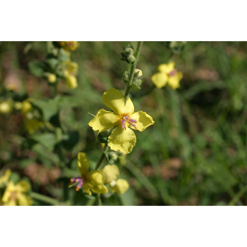 verbascum sinuatum l.