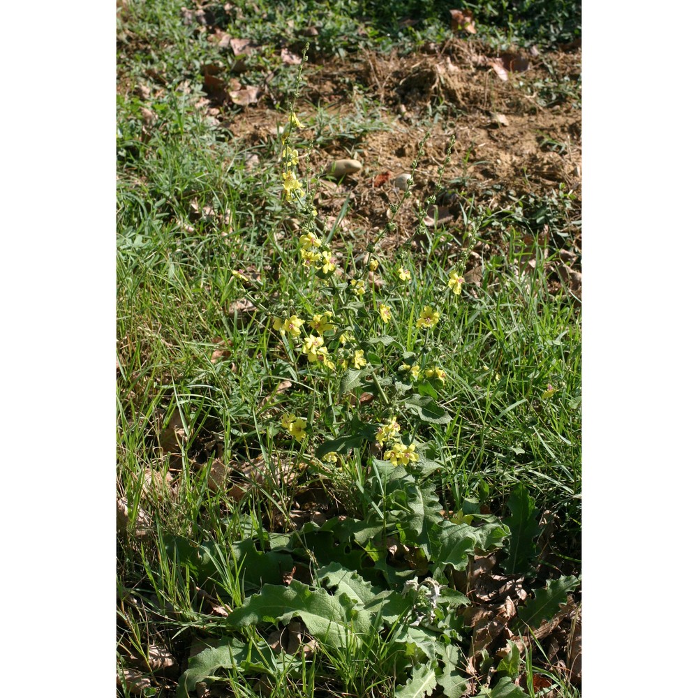 verbascum sinuatum l.