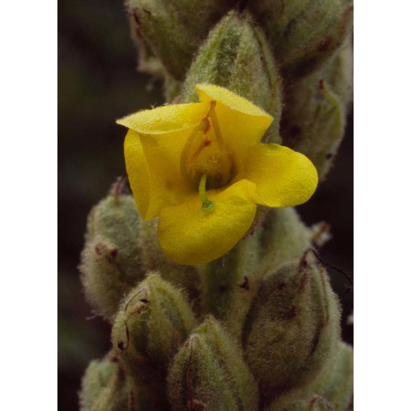 verbascum thapsus l.