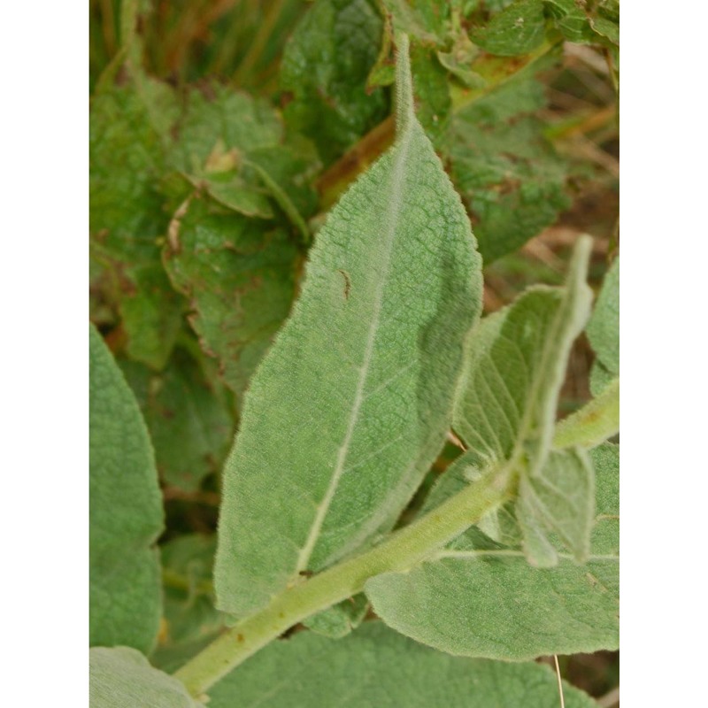 verbascum thapsus l.