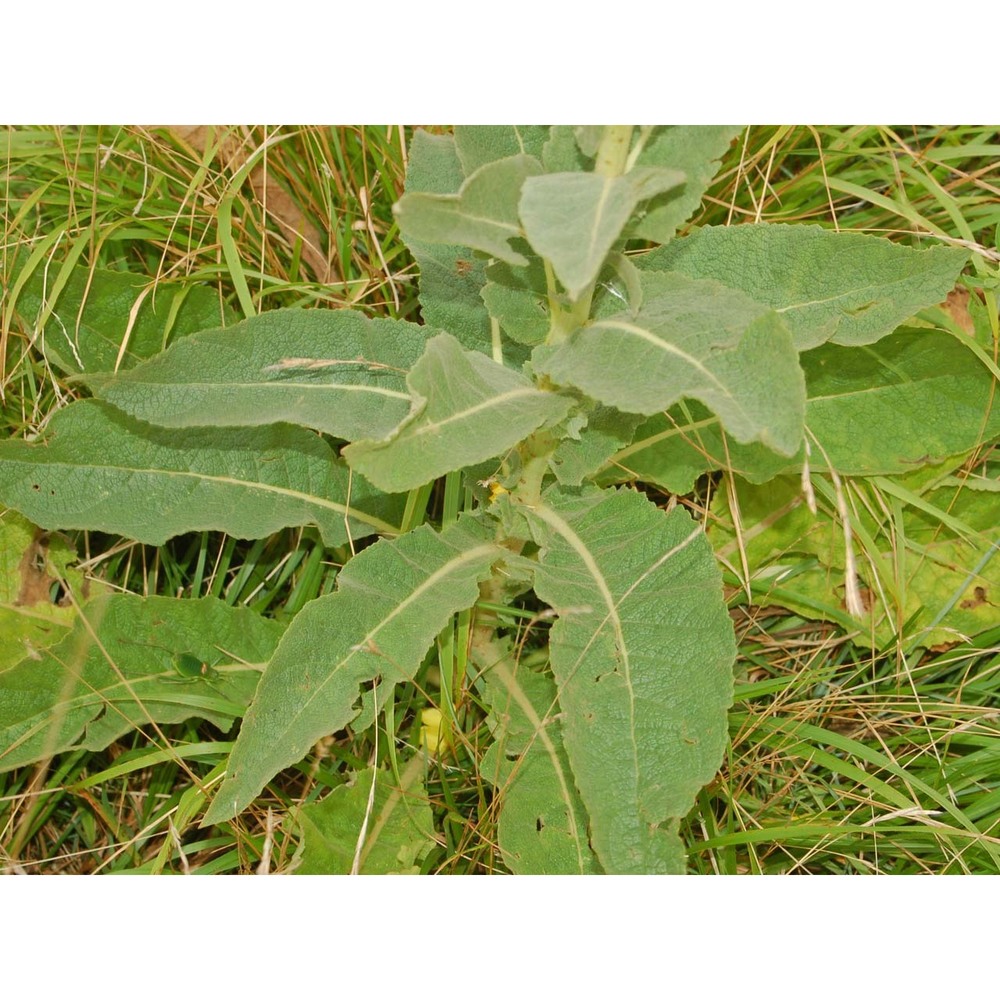 verbascum thapsus l.