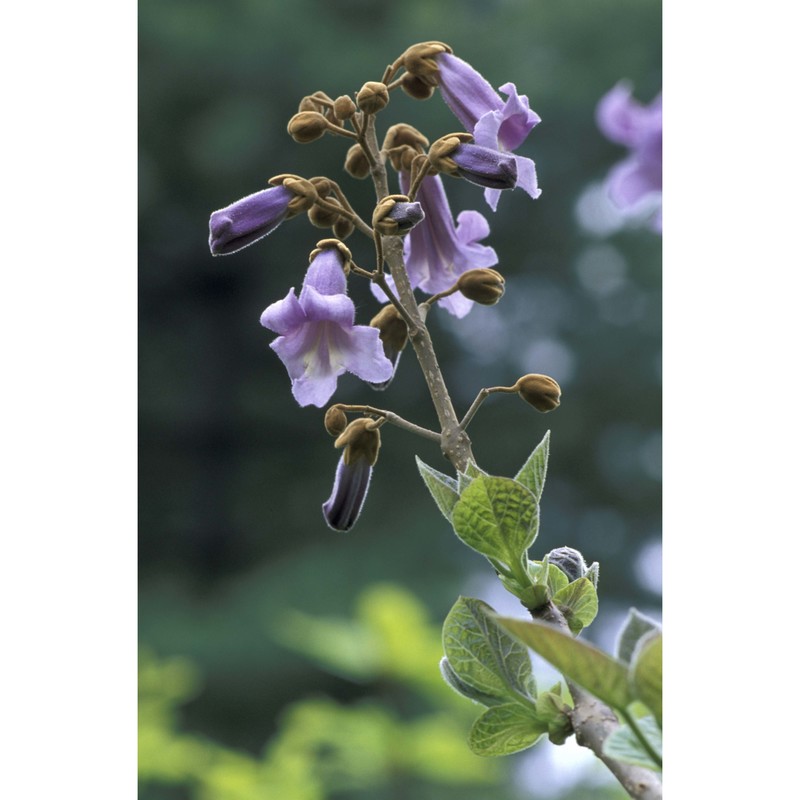 paulownia tomentosa (thunb.) steud.