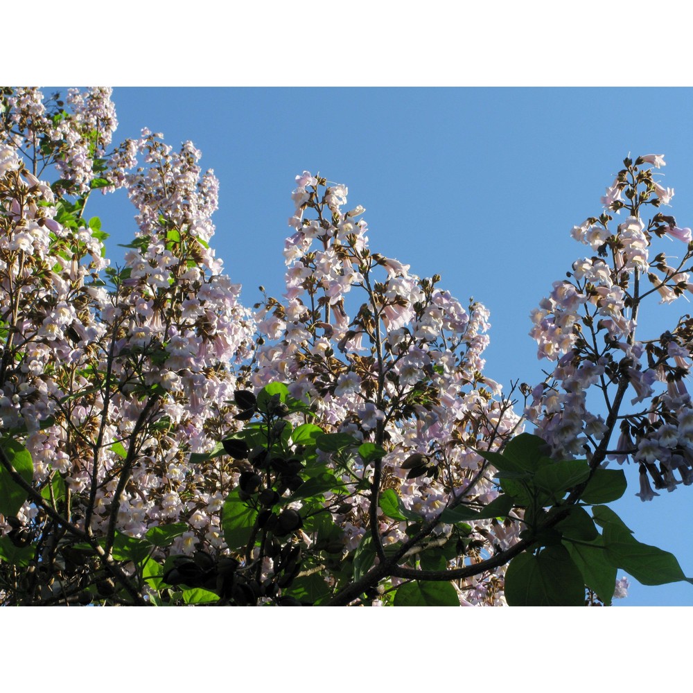 paulownia tomentosa (thunb.) steud.