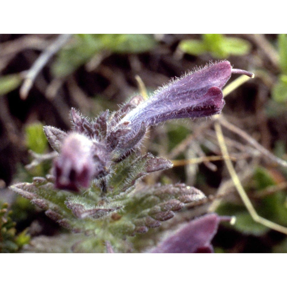 bartsia alpina l.