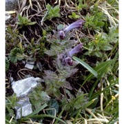 bartsia alpina l.