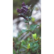 bartsia alpina l.