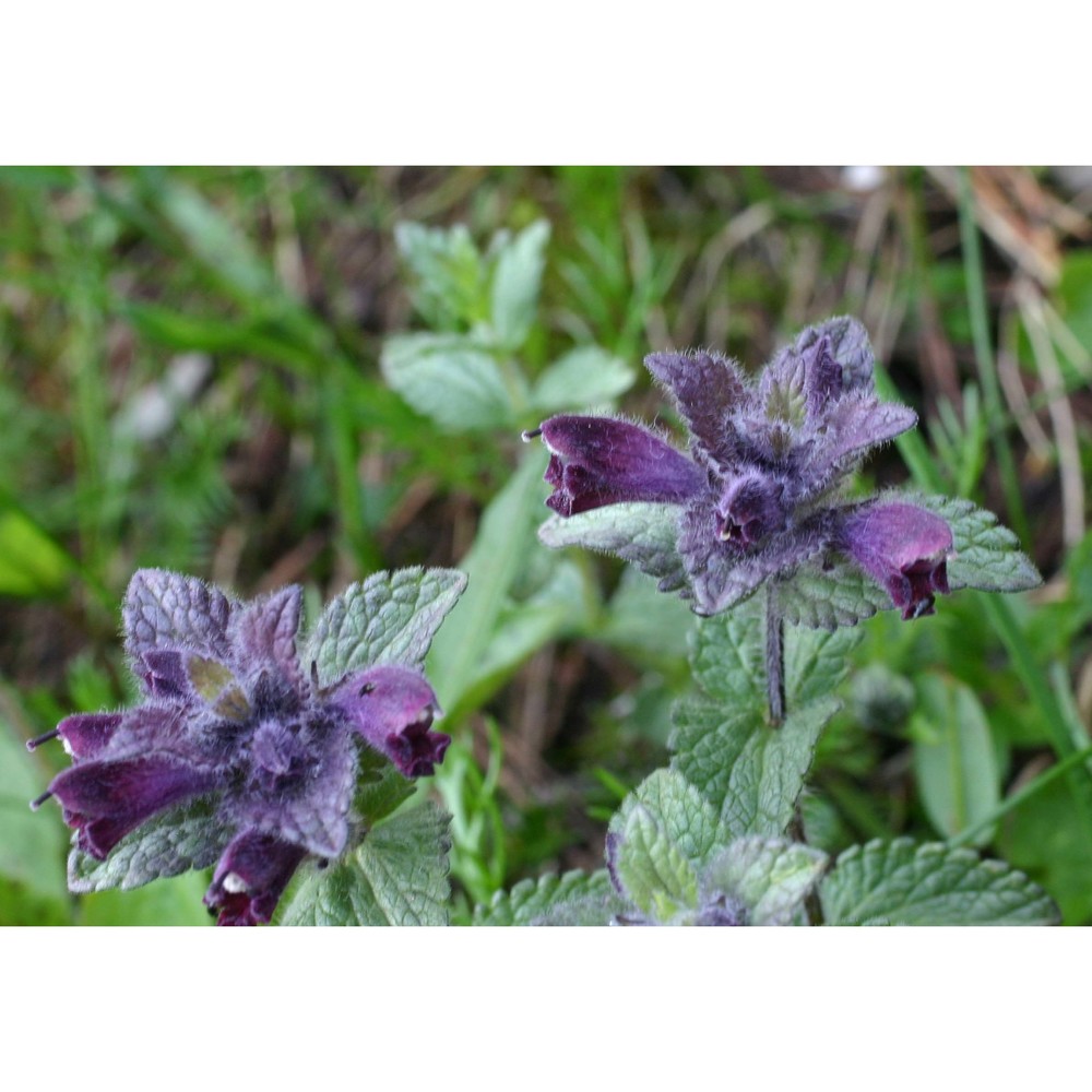 bartsia alpina l.