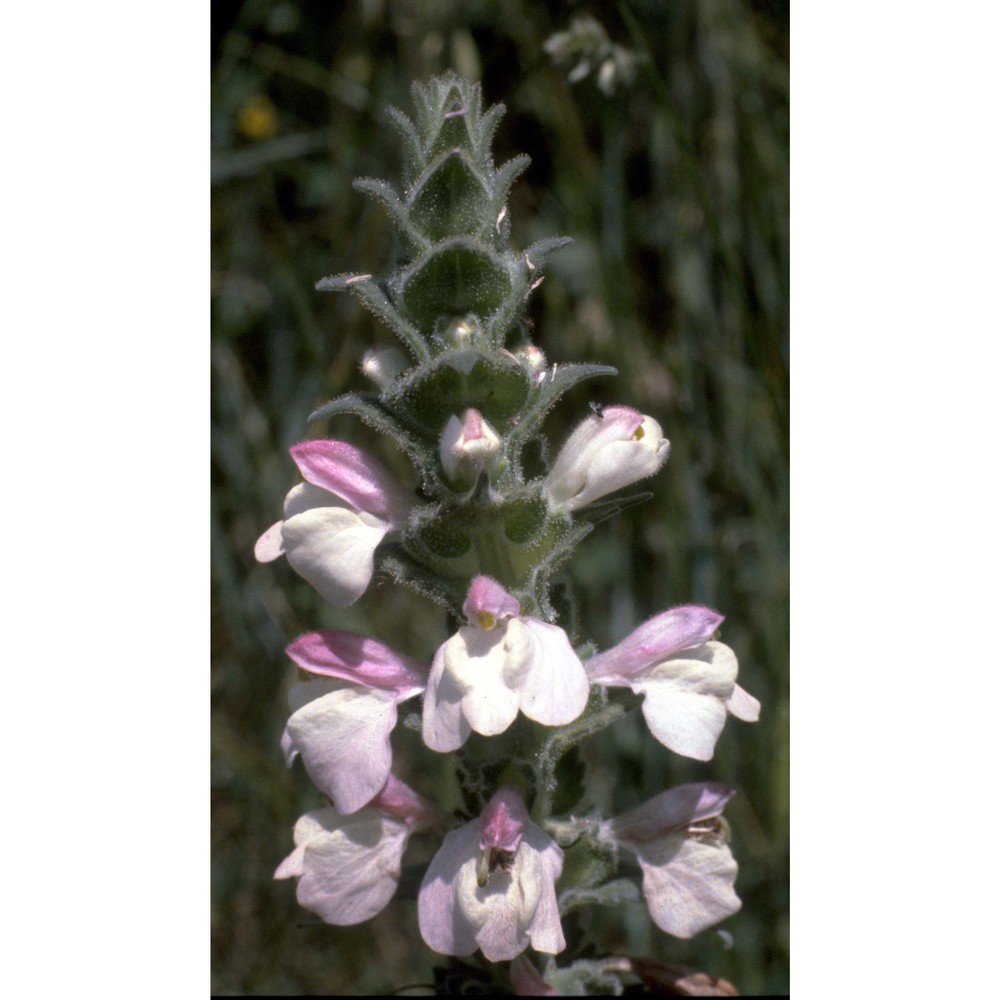 bartsia trixago l.