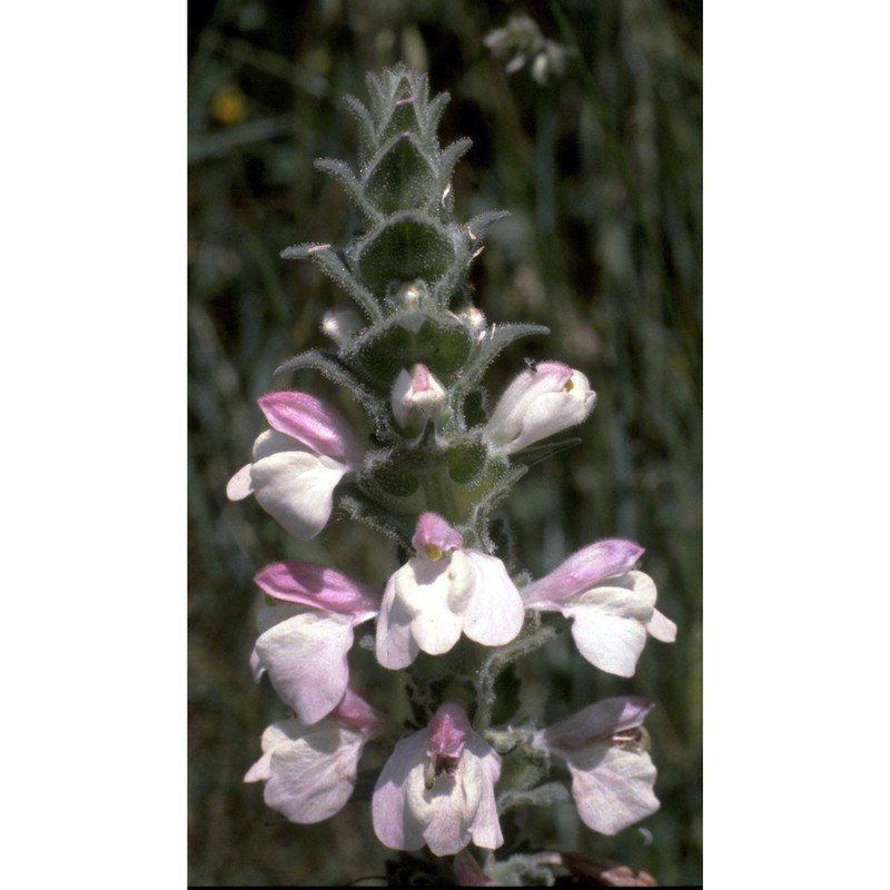 bartsia trixago l.