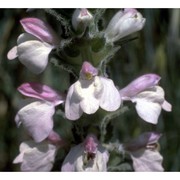 bartsia trixago l.