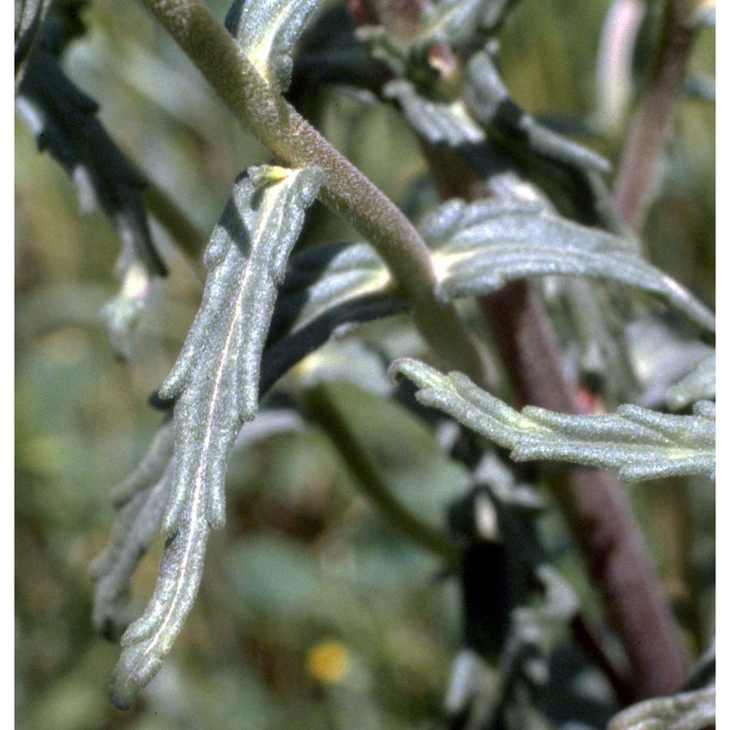 bartsia trixago l.