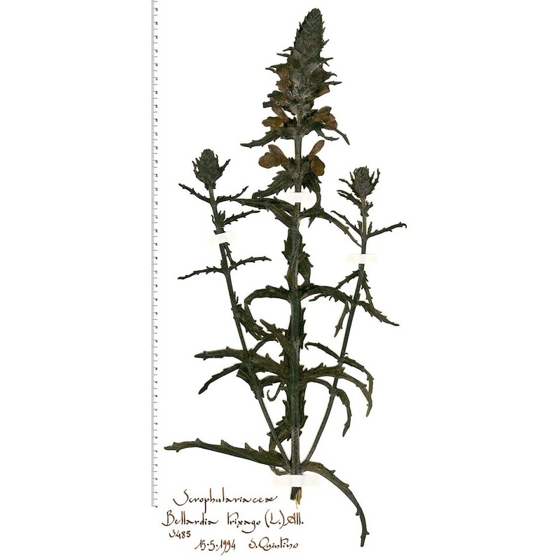 bartsia trixago l.