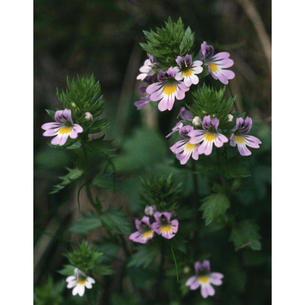 euphrasia alpina lam.