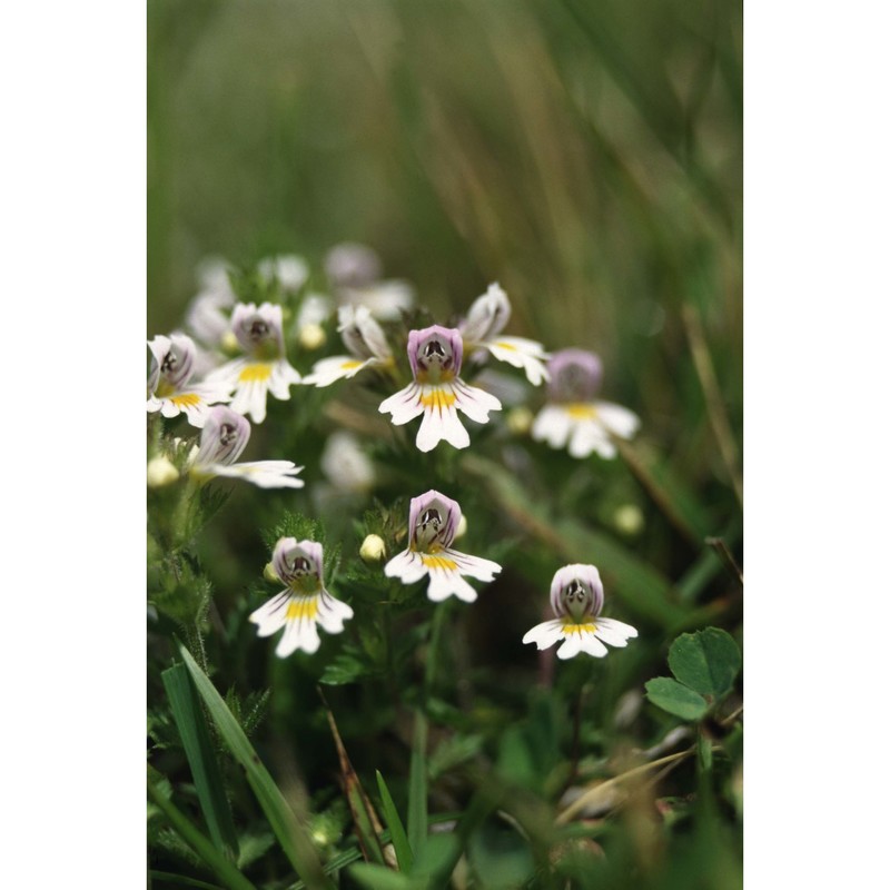 euphrasia alpina lam.