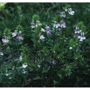 euphrasia alpina lam.