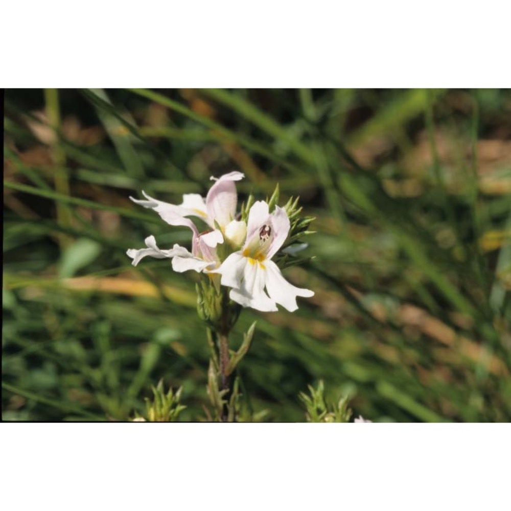 euphrasia cuspidata host