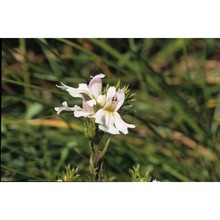 euphrasia cuspidata host