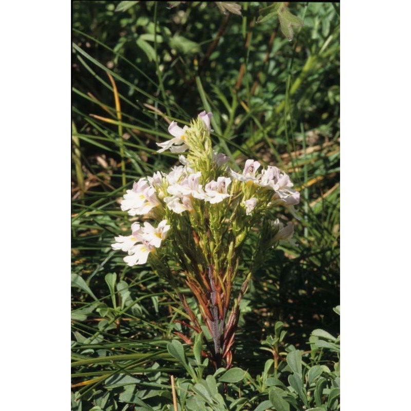 euphrasia cuspidata host