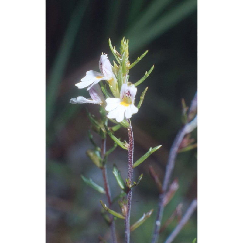 euphrasia cuspidata host