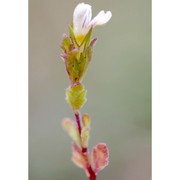 euphrasia genargentea (feoli) diana