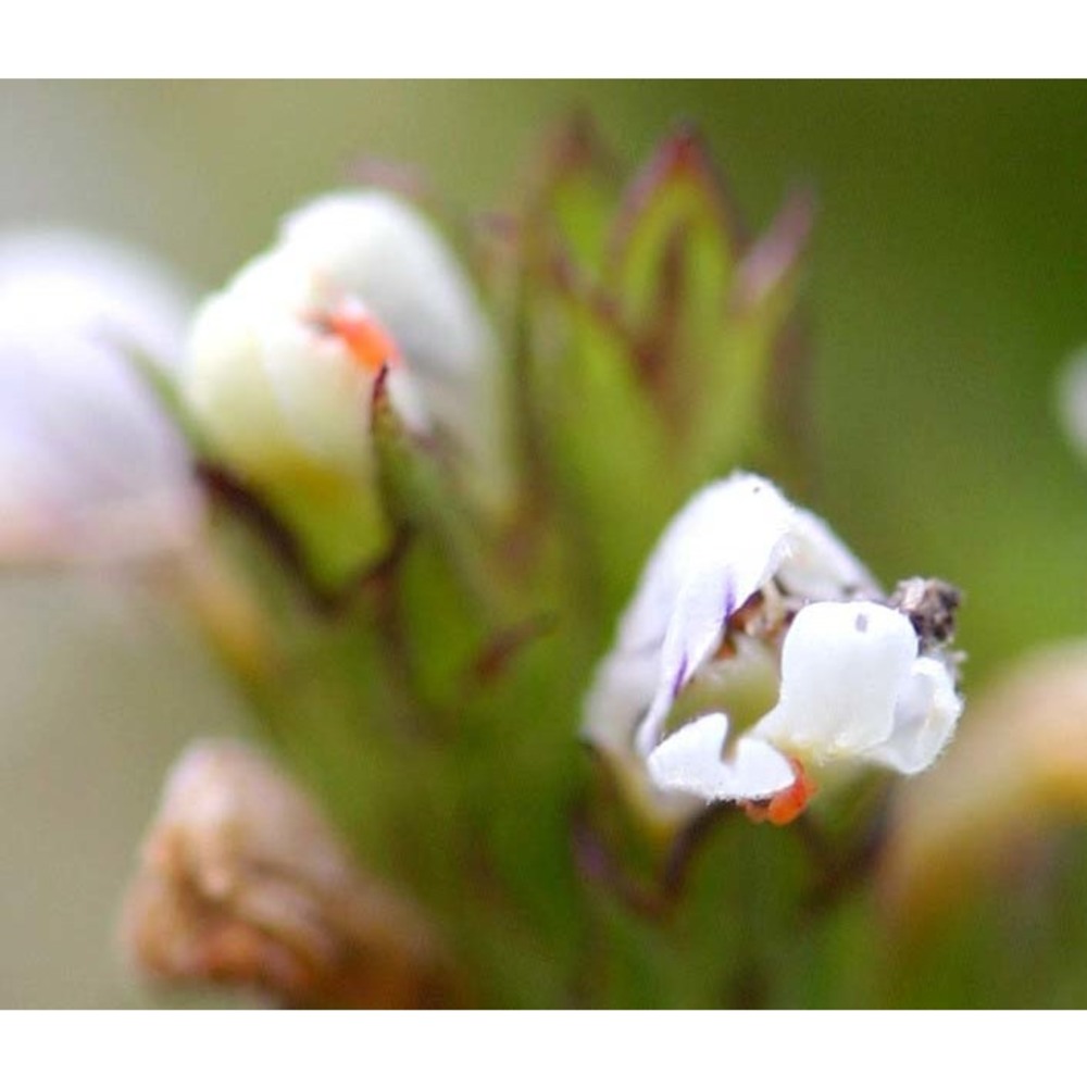 euphrasia genargentea (feoli) diana