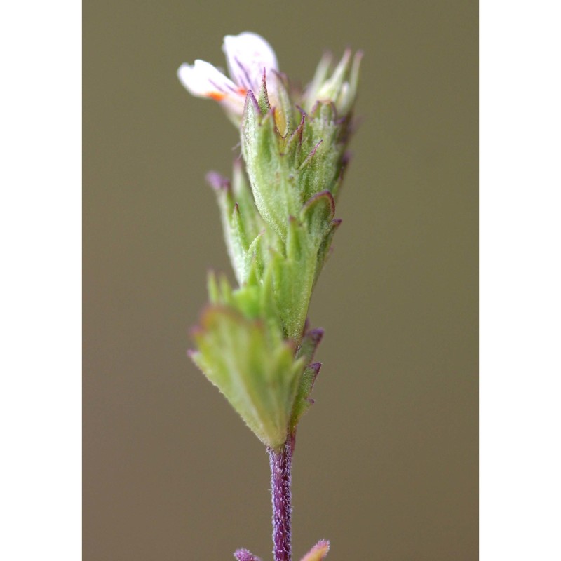 euphrasia genargentea (feoli) diana