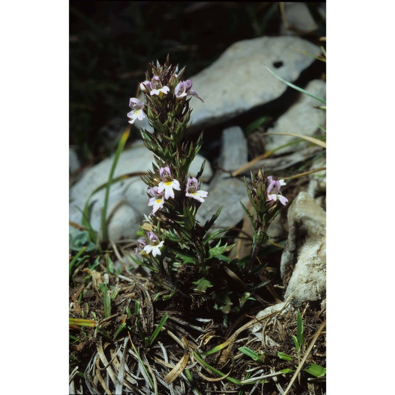 euphrasia illyrica wettst.