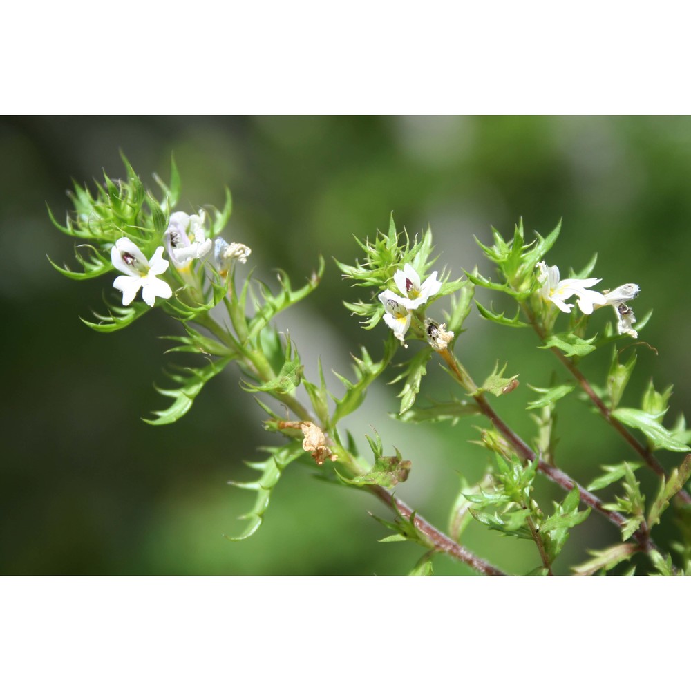 euphrasia italica wettst.