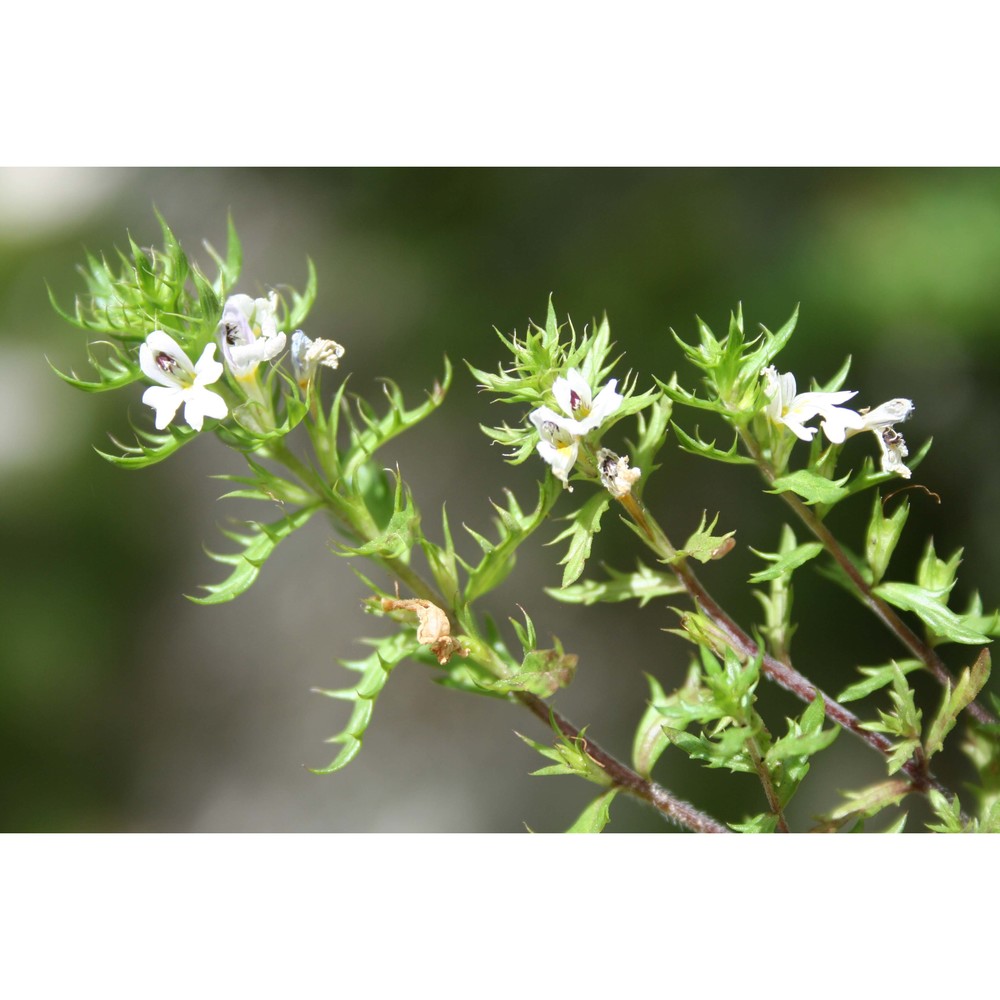 euphrasia italica wettst.