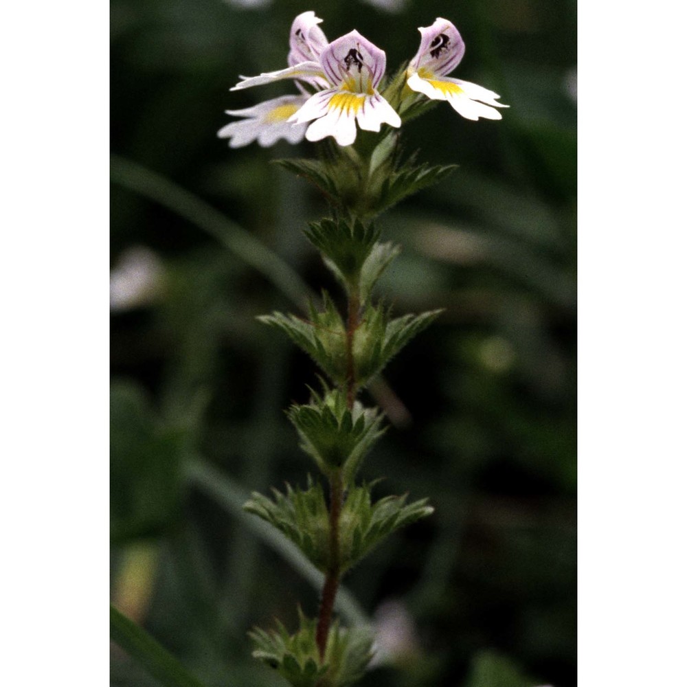 euphrasia kerneri wettst.