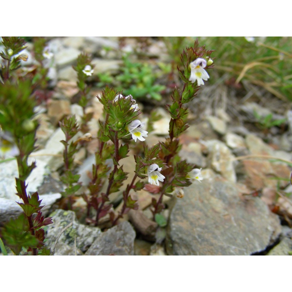 euphrasia kerneri wettst.