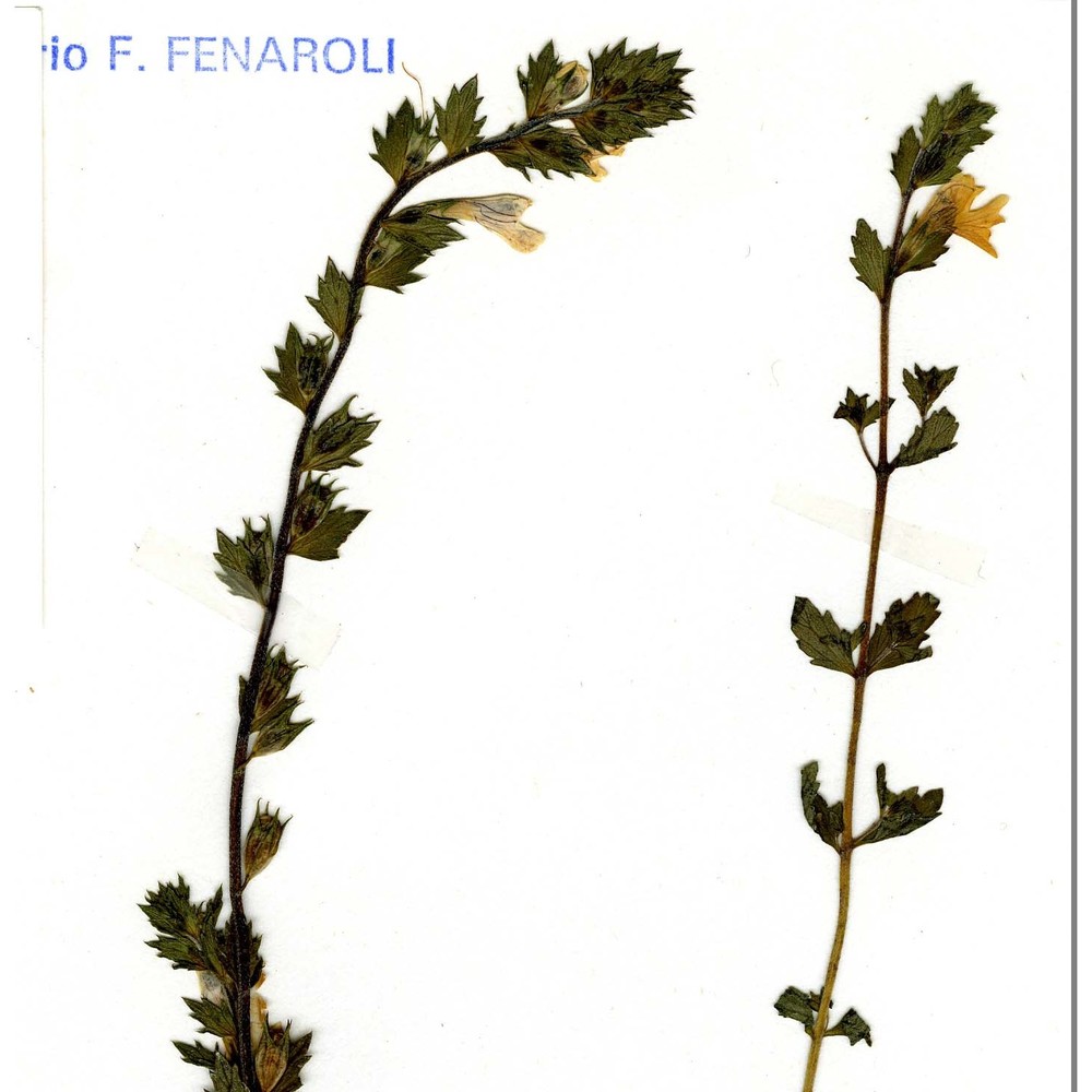 euphrasia kerneri wettst.