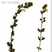 euphrasia kerneri wettst.