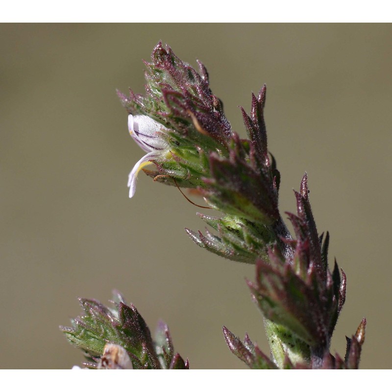 euphrasia liburnica wettst.