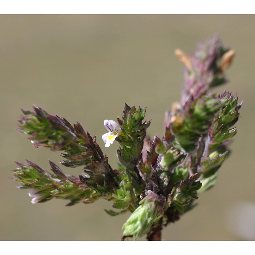 euphrasia liburnica wettst.